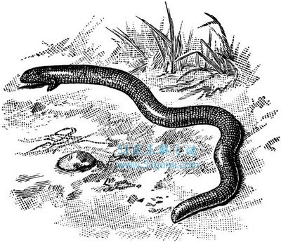 塔佐蠕虫:蛇身猫耳覆盖鱼鳞 披着鱼鳞的"猫"真的存在吗?