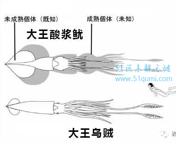 大王酸浆鱿是世界最大的鱿鱼,它与大王乌贼的区别