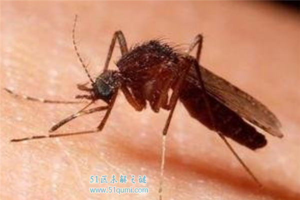 十大吸血昆虫：蜱虫臭虫均上榜 第二常见又讨厌